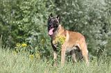 MALINOIS 384